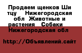 Продаем щенков Ши-тцу  - Нижегородская обл. Животные и растения » Собаки   . Нижегородская обл.